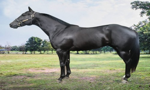 DESAFORO FISHERS DAL 