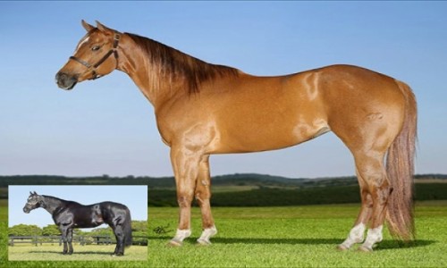 NN BLUES GIRL ON FIRE X GRANITE LAKE 