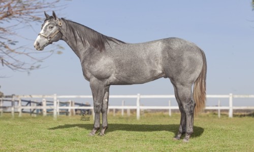 AUTHENTICK FOR ME HF 