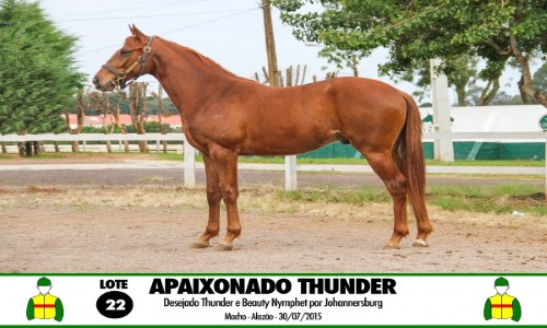 APAIXONADO THUNDER 