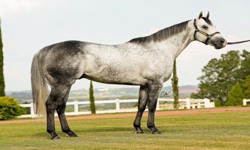 EMBRIÃO EFETIVADO (CORONA JUMPIM MRL X VALENTE TELLER MRL) 