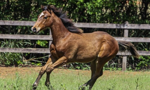 NN PENELOPE TOLLTAC MCM 