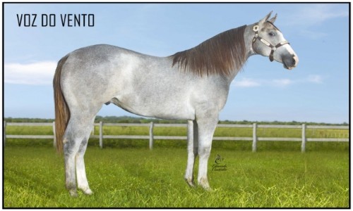 VOZ DO VENTO HF 