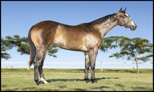 BRIGITTE DESIRIO JQM 